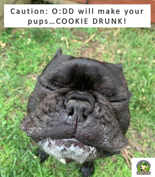A meme of a French bulldog scorning its face captioned, “Caution: O:DD will make your pups … COOKIE DRUNK!”